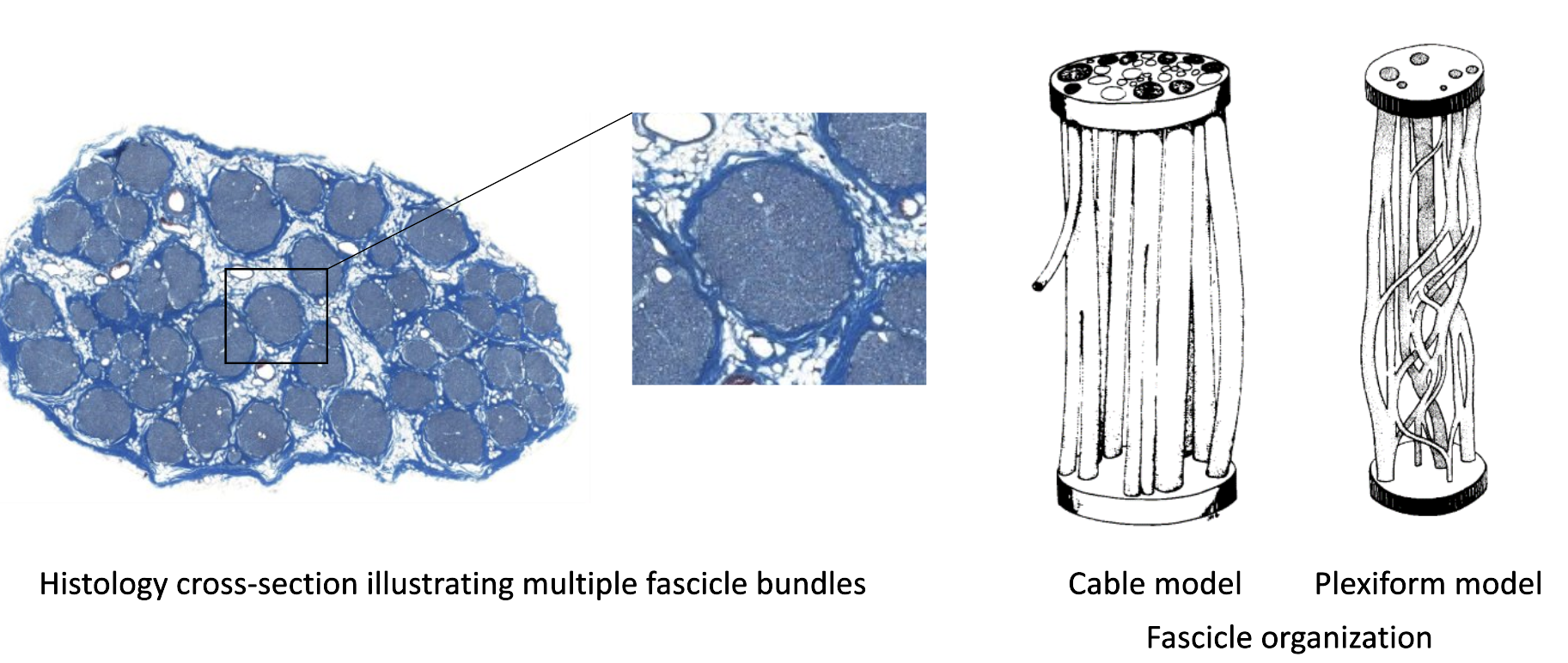 Histology and fascicle organization